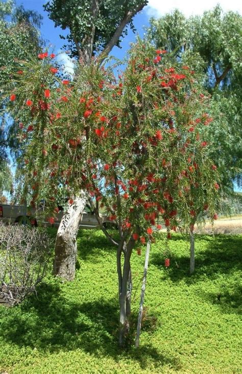 Bottlebrush Tree - Eat The Weeds and other things, too