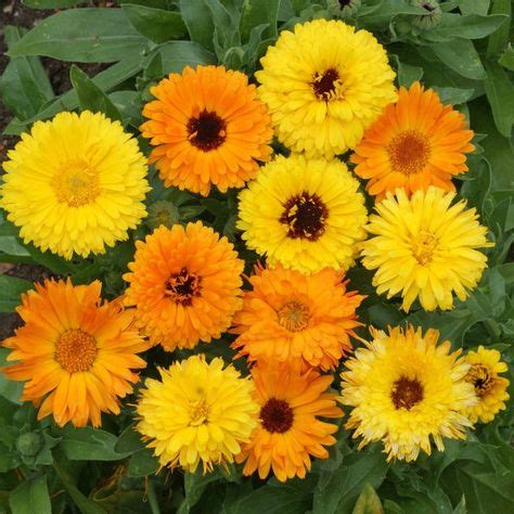 9 Calendula Varieties ideas in 2021 | calendula, flower seeds, seeds