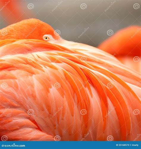 Close Up Feathers Of Flamingo Stock Photos - Image: 35168573