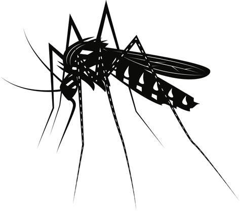 Medium Image - Mosquito Clipart Black And White - Png Download - Full Size Clipart (#781708 ...