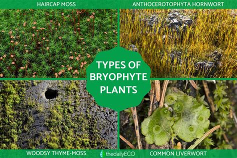 Bryophytes Definition, Types And Examples Of Bryophyta With, 44% OFF