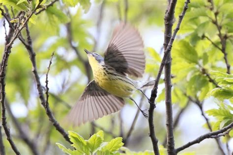 Kirtland’s Warbler – birdfinding.info