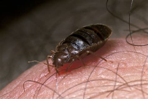 10 Myths and Misconceptions About Bedbugs