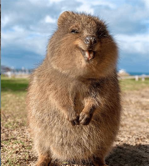 Quokkas Are The Happiest Animals On Earth With Their Extremely ...