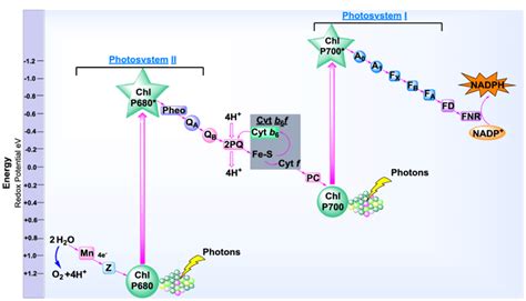 Z-scheme illustration of oxygenic photosynthesis. Abbreviations: Mn =... | Download Scientific ...