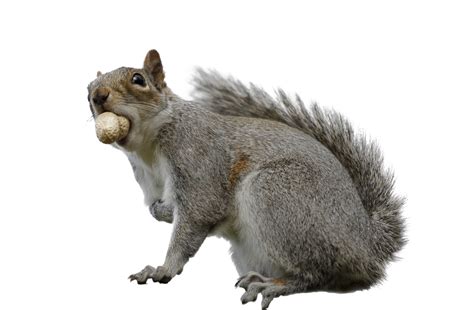 Squirrel PNG Transparent Images, Pictures, Photos | PNG Arts