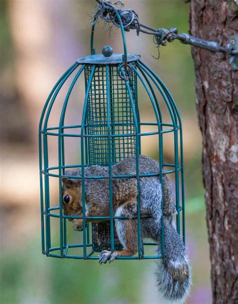 12+ Crafty Ways to Keep Squirrels Away from Bird Feeders