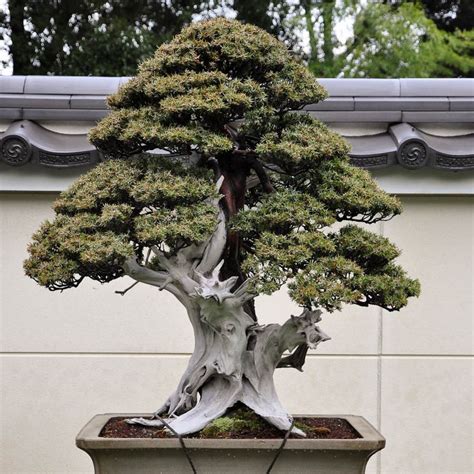 Chinese Juniper Bonsai