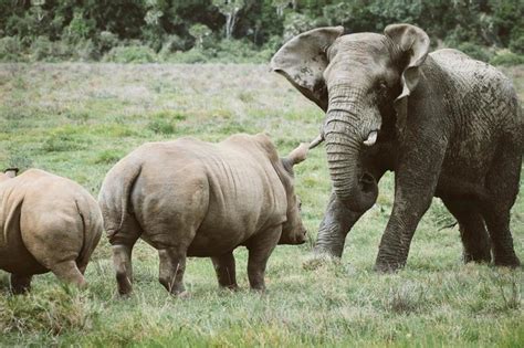 Rhino And Elephant Fight