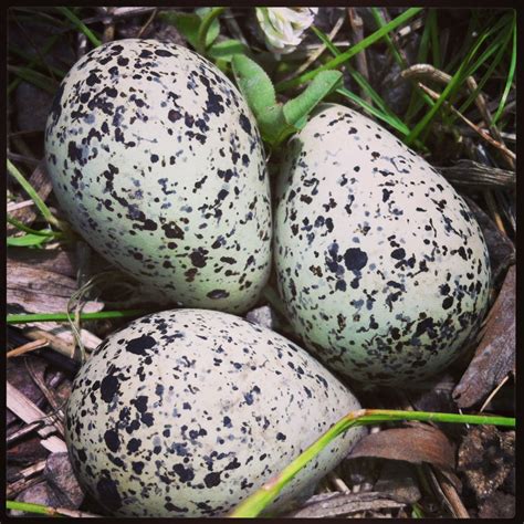 A King Fisher nest | Killdeer, Countryside, Birds