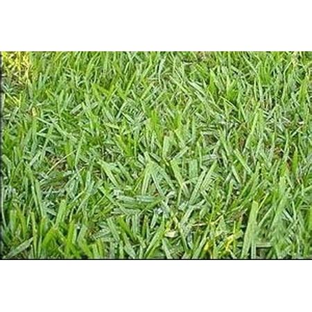 Argentine Bahia Pasture Grass Seed - 25 Lbs. - Walmart.com