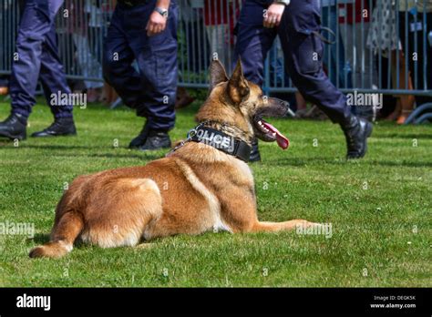 Belgian shepherd dog / Malinois working as police dog wearing collar ...