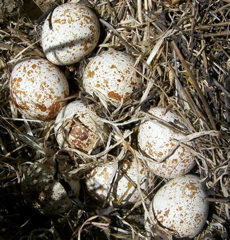 Not to mention the Eggs available; I could pick Quail Eggs. | Quail bird, Quail, Quail eggs