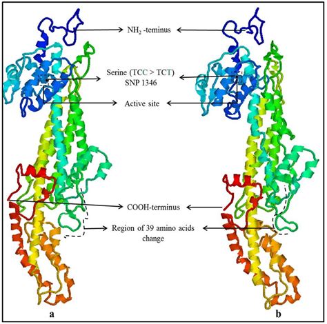 Protein modelling of PAL gene Allele ‘A1’ and PAL gene reference... | Download Scientific Diagram