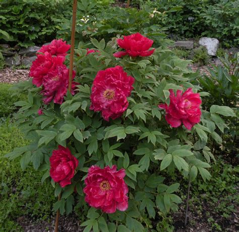 Tree Peonies - 2023 Shipping – Cricket Hill Garden