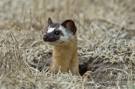 Long-tailed Weasel Photograph by Anthony Mercieca | Pixels