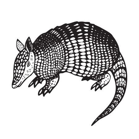 Armadillo Logo Vector at Vectorified.com | Collection of Armadillo Logo Vector free for personal use