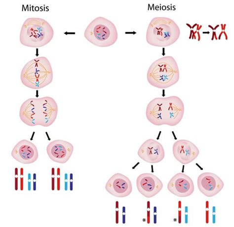 Mitosis vs. Meiosis | Biology Dictionary