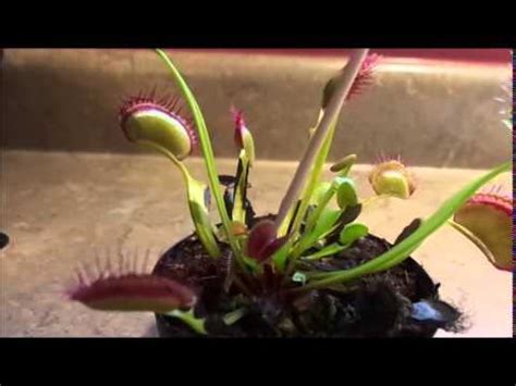 Thigmotropism extra credit - YouTube