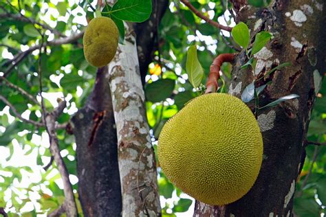 15 Weird and Wonderful Tropical Fruit Trees for Tropical Homesteads ...