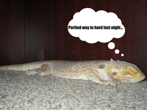 Petre The bearded dragon sleeping by HaileyR on DeviantArt