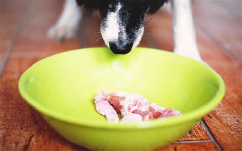 23 Best Senior Dog Food (All Breed Sizes Covered) - Animalso