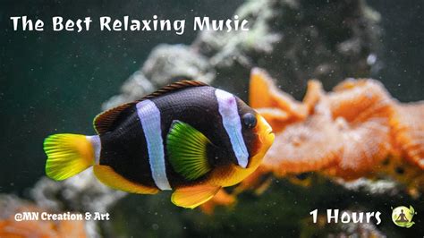 The Best Aquarium Relaxing Music | Relaxing Sounds for Deep Relaxation and Stress Relief - YouTube