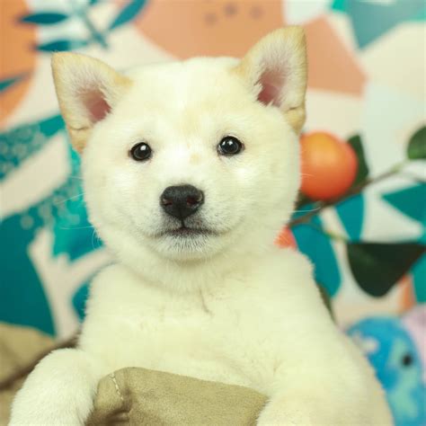 Shiba Inu | Puppies, Cute puppies, Puppies for sale