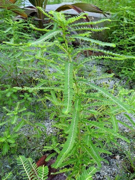 Phyllanthus amarus Schumach. & Thonn. | Plants of the World Online ...