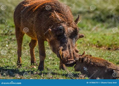 Common Warthog or Pumba Interacting and Playing in a South African Game Reserve Stock Image ...