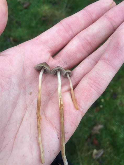 Official U.K 2018 Liberty Cap Season - Mushroom Hunting and Identification - Shroomery Message Board