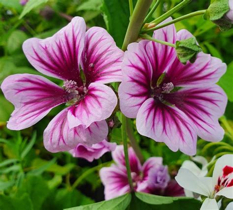 Malva sylvestris 'Zebrinus' | Farmyard Nurseries