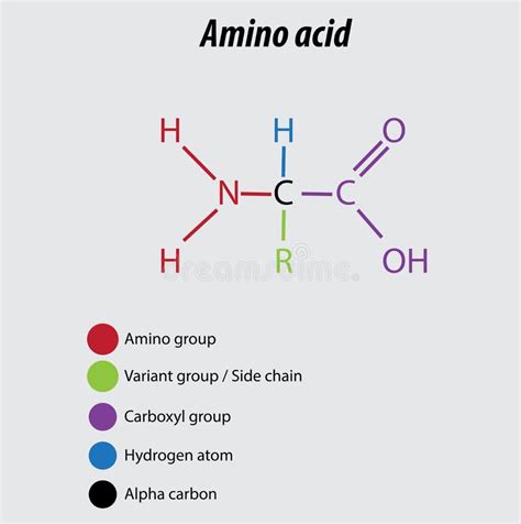 Amino Group, (primary, -NH2). it is Functional Group Comprised of a Nitrogen Atom Linked To ...