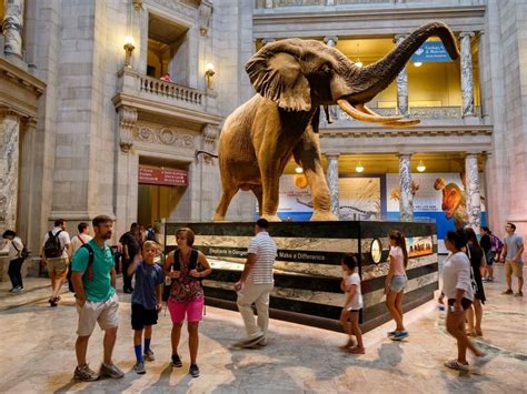 Nation's T Rex, Hope Diamond On Display At Natural History Museum | Washington DC, DC Patch