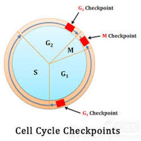 Cell Cycle With Checkpoints Diagram