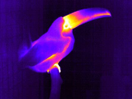 Toucan’s bill gives big chill | Science News