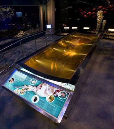 Second Colossal Squid for NZ Museum - News, Science/Tech - NZEDGE