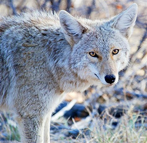 Field and Forest Facts: Coyotes are Increasingly common in, around ...