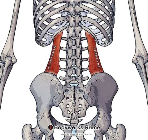 Anatomy Abdomen And Pelvis Quadratus Lumborum Article | The Best Porn ...