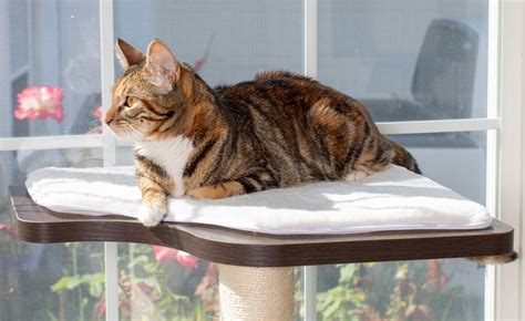 PetFusion’s Innovative New Cat Window Perch, Scratcher & Cat Tree ...