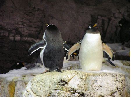 Penguin Encounter at SeaWorld Orlando