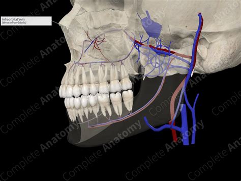 Infraorbital Vein | Complete Anatomy