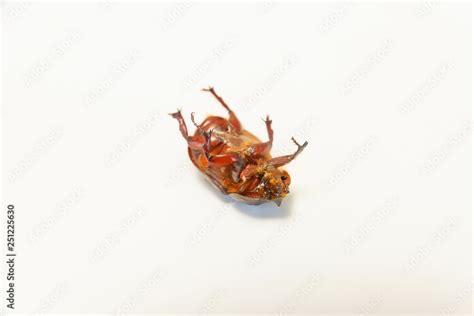 Beetle brown. Female Rhino beetle. Anatomy of an insect. Beetle on white background. Red-brown ...