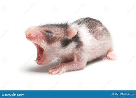 Yawn stock photo. Image of cute, mammal, isolated, biology - 15411824