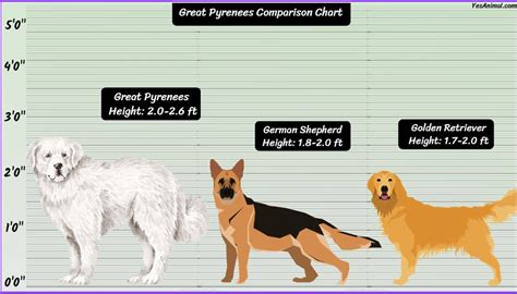 Great Pyrenees Size: How Big Are They Compared To Others?