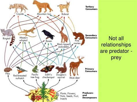 PPT - Not all relationships are predator -prey PowerPoint Presentation - ID:5625122