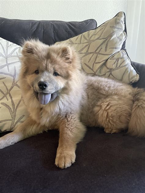 Is my chow chow mixed? : r/chowchow