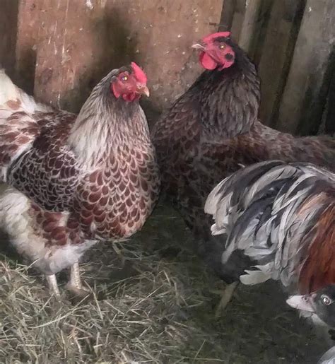 Splash Laced Red Wyandotte Chicken For Sale | Cackle Hatchery