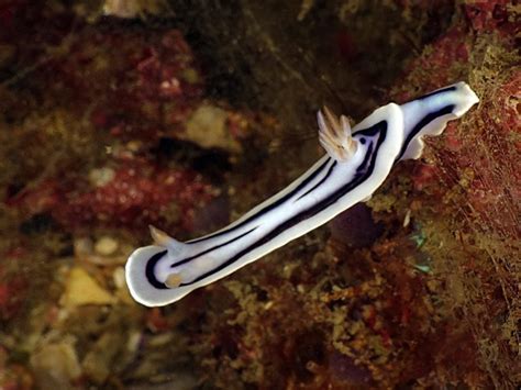 Chromodoris lochi | Nudibranch Domain