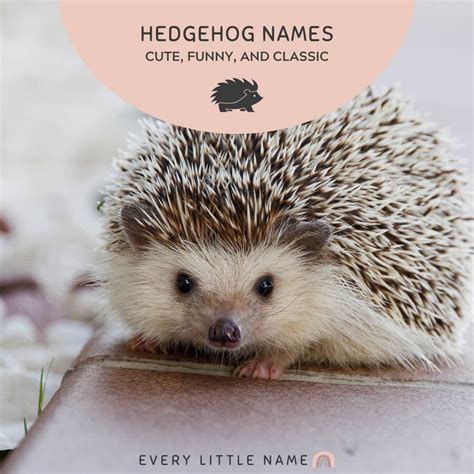 170+ Best Hedgehog Names (Cute, Funny, and Classic) - Every Little Name